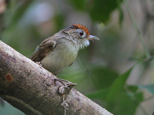 Scaly-crowned Babbler (Malacopteron cinereum), photo 5