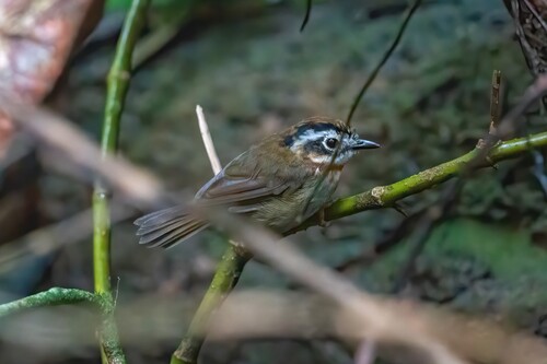 Rufous-throated Fulvetta (Schoeniparus rufogularis), photo 6