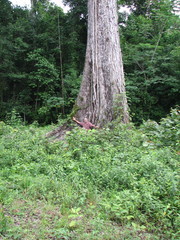 Swietenia macrophylla
