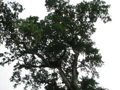 Swietenia macrophylla