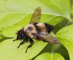 Laphria thoracica