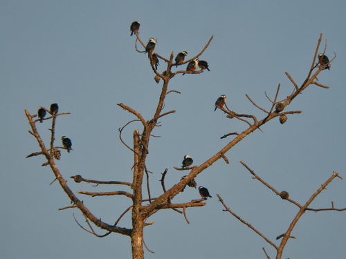 Collared Falconet (Microhierax caerulescens), photo 10