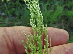 Eragrostis japonica