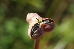 Zephyranthes chlorosolen