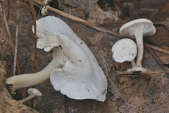 Leucocybe candicans