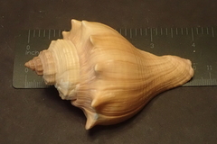 Volegalea cochlidium