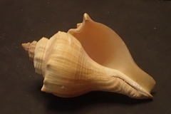 Volegalea cochlidium