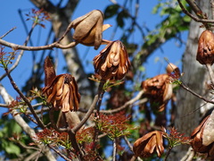 Swietenia macrophylla