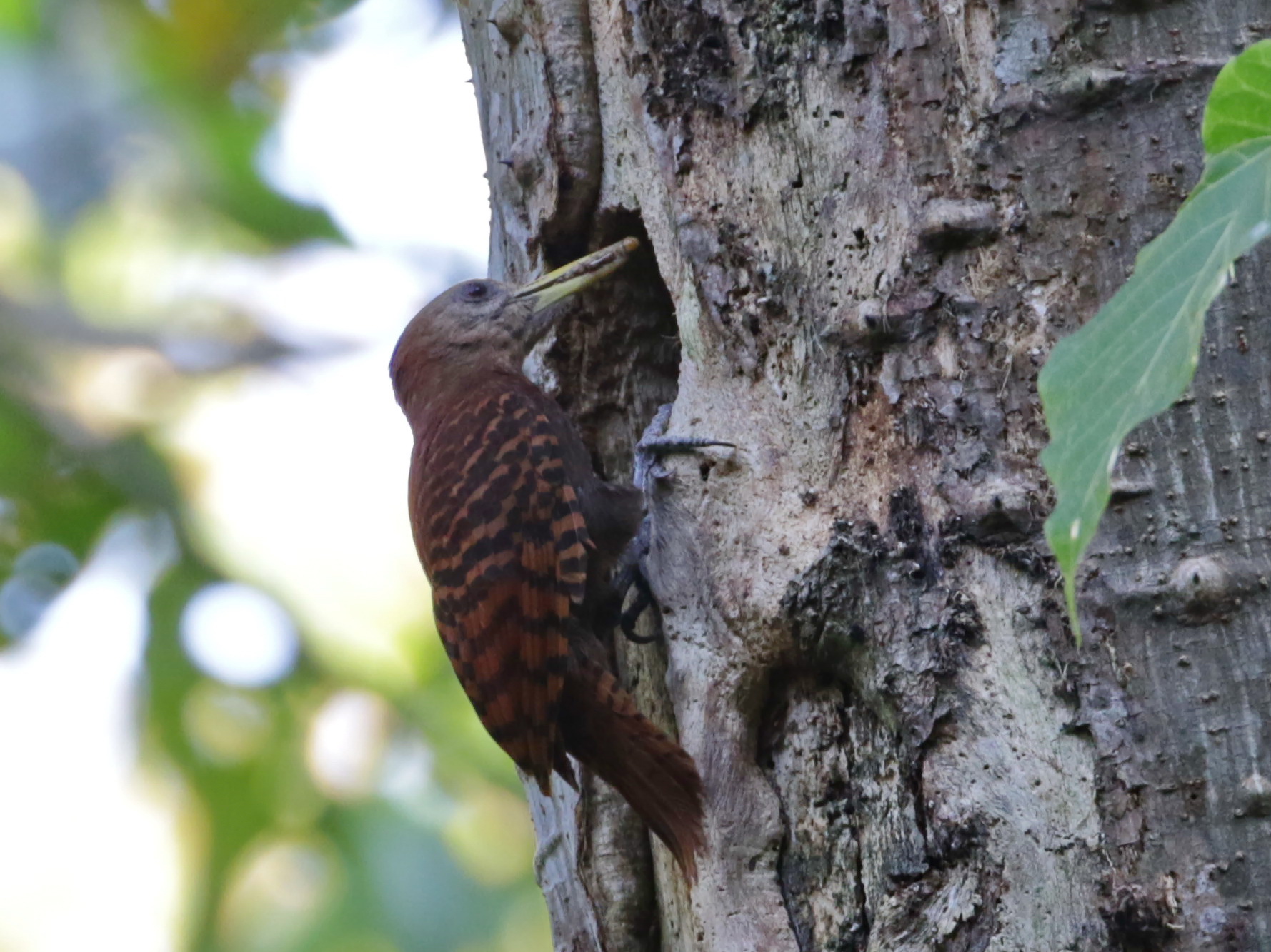 Bay Woodpecker (Blythipicus pyrrhotis)