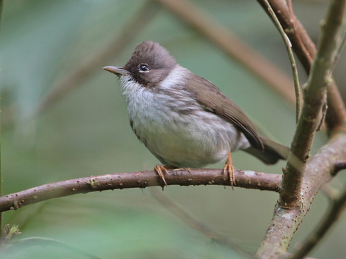 Burmese Yuhina (Yuhina humilis), photo 2
