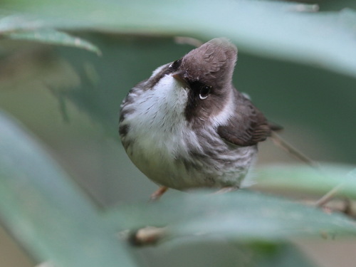 Burmese Yuhina (Yuhina humilis), photo 4