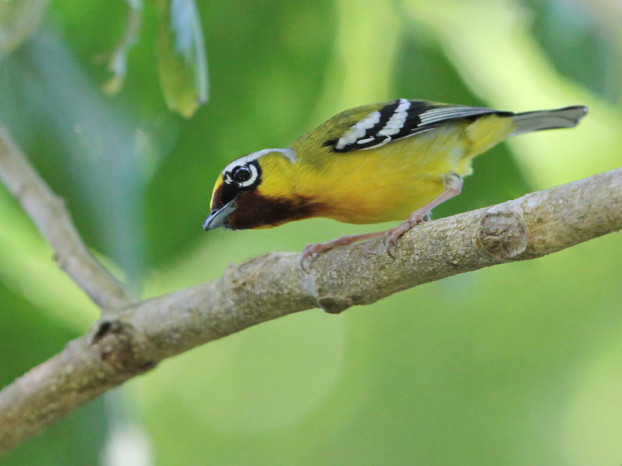 Clicking Shrike-babbler