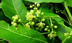 Swietenia macrophylla