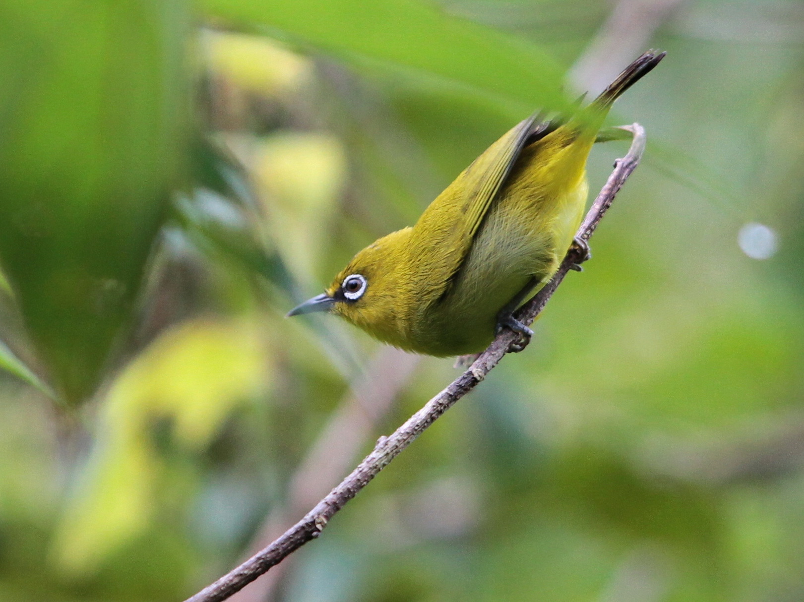 Indian White-eye
