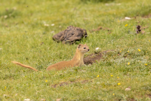 Mountain Weasel