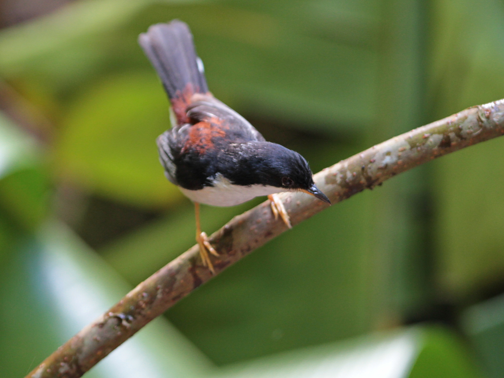 Rufous-backed Sibia (Leioptila annectens)