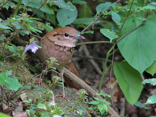 Rusty-naped Pitta (Hydrornis oatesi), photo 4