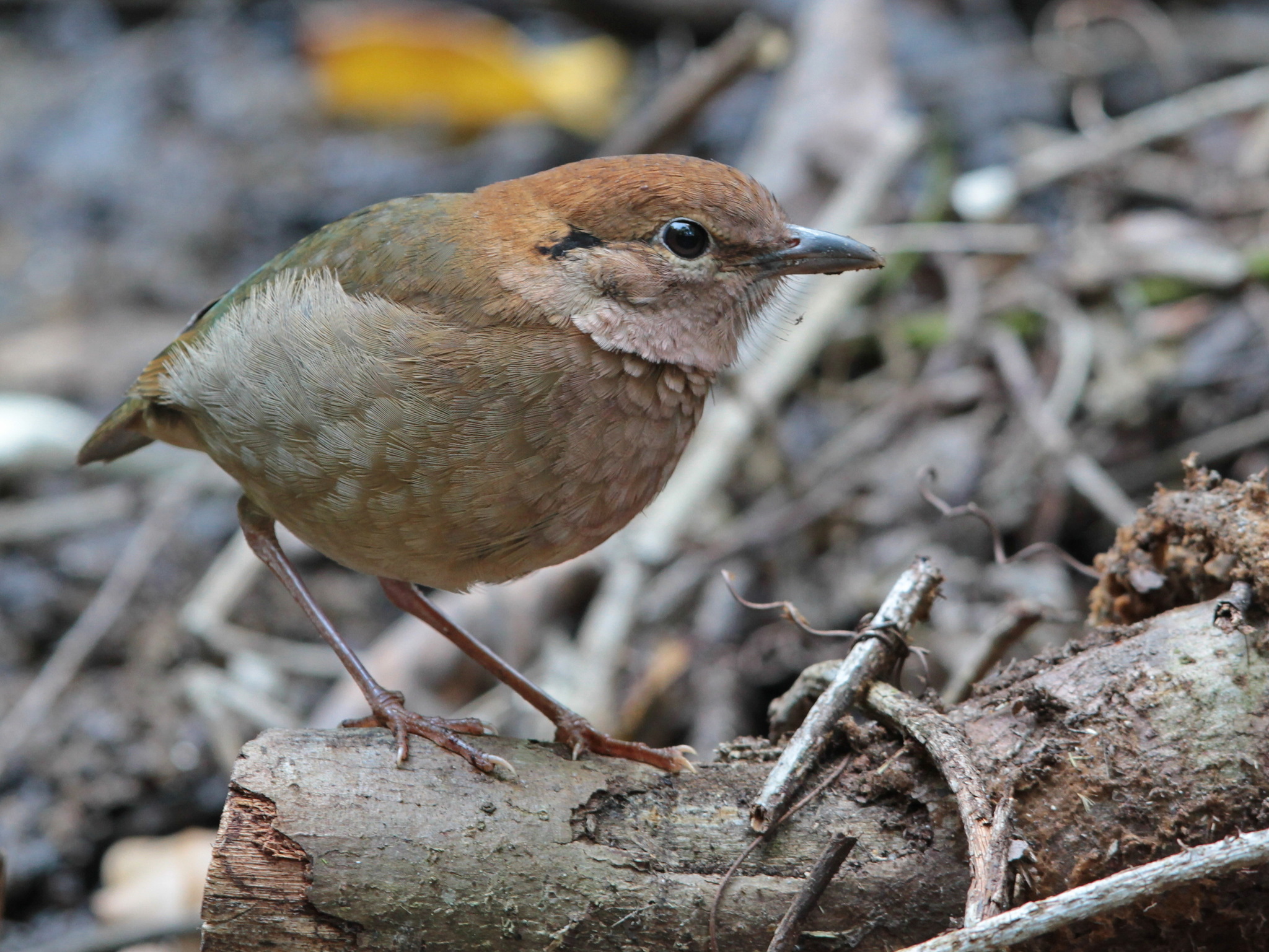 Rusty-naped Pitta (Hydrornis oatesi)