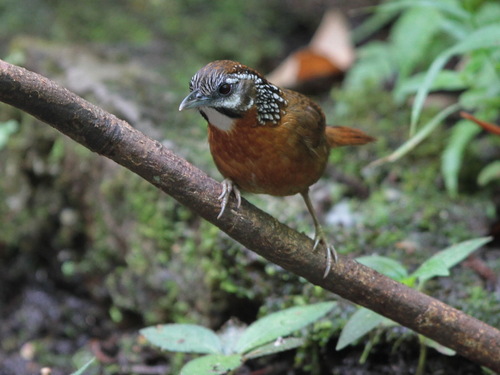 Spot-necked Babbler (Stachyris strialata), photo 3