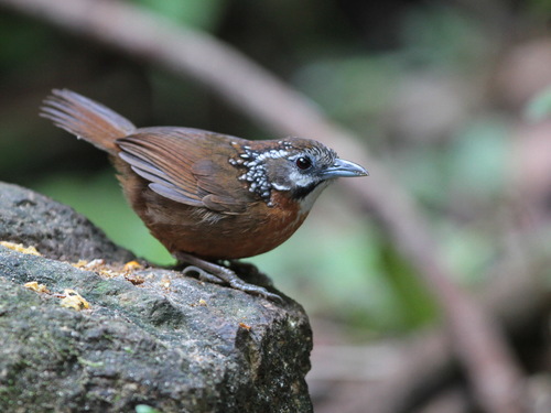 Spot-necked Babbler (Stachyris strialata), photo 5