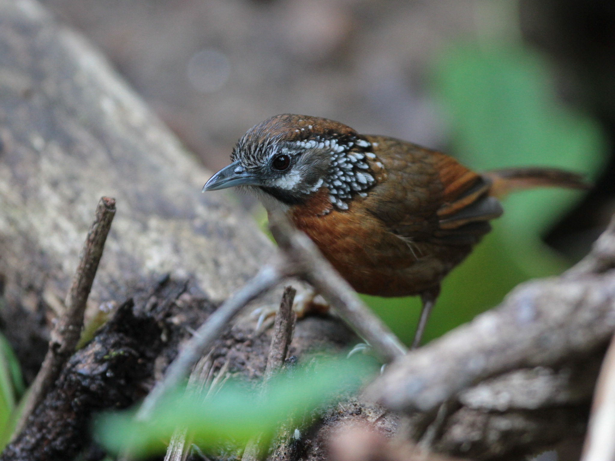 Spot-necked Babbler