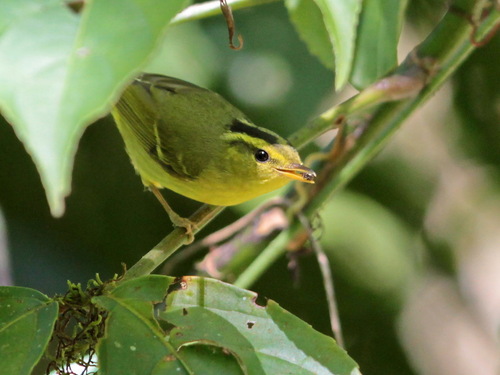 Sulphur-breasted Warbler (Phylloscopus ricketti), photo 9