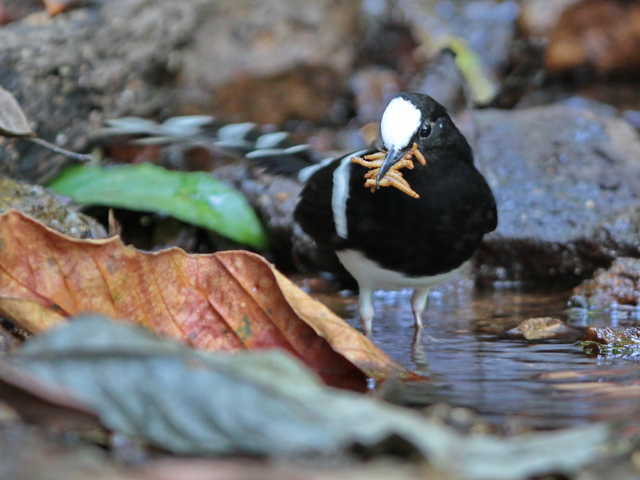 White-crowned Forktail (Enicurus leschenaulti)