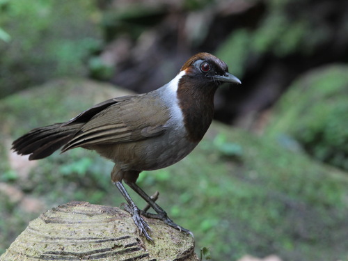 White-necked Laughingthrush (Garrulax strepitans), photo 2