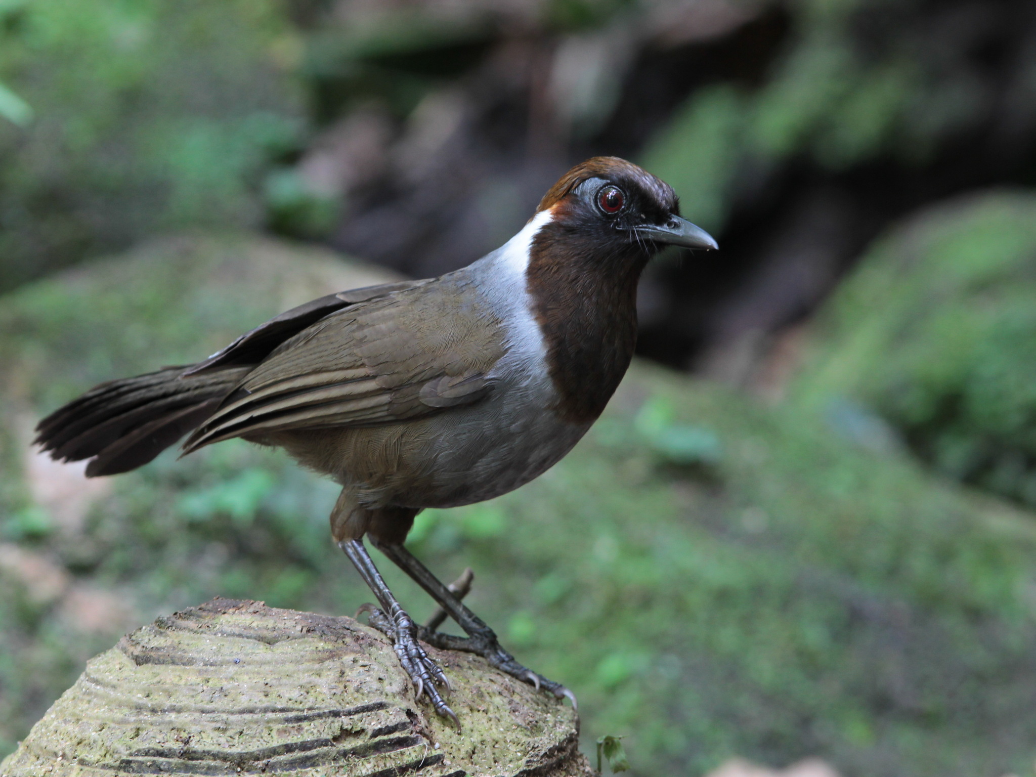 White-necked Laughingthrush
