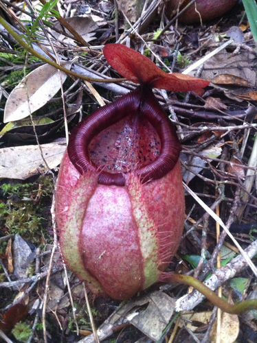 Nepenthes surigaoensis Elmer 2