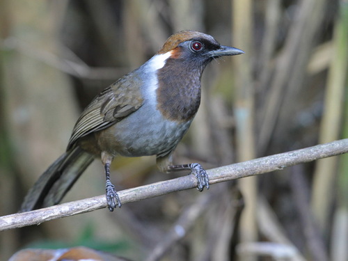 White-necked Laughingthrush (Garrulax strepitans), photo 1