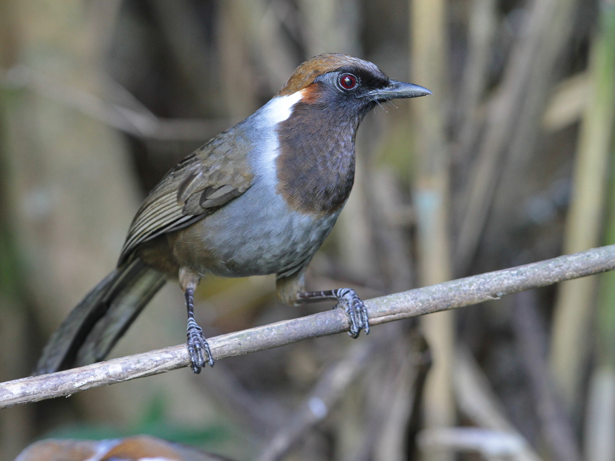 White-necked Laughingthrush