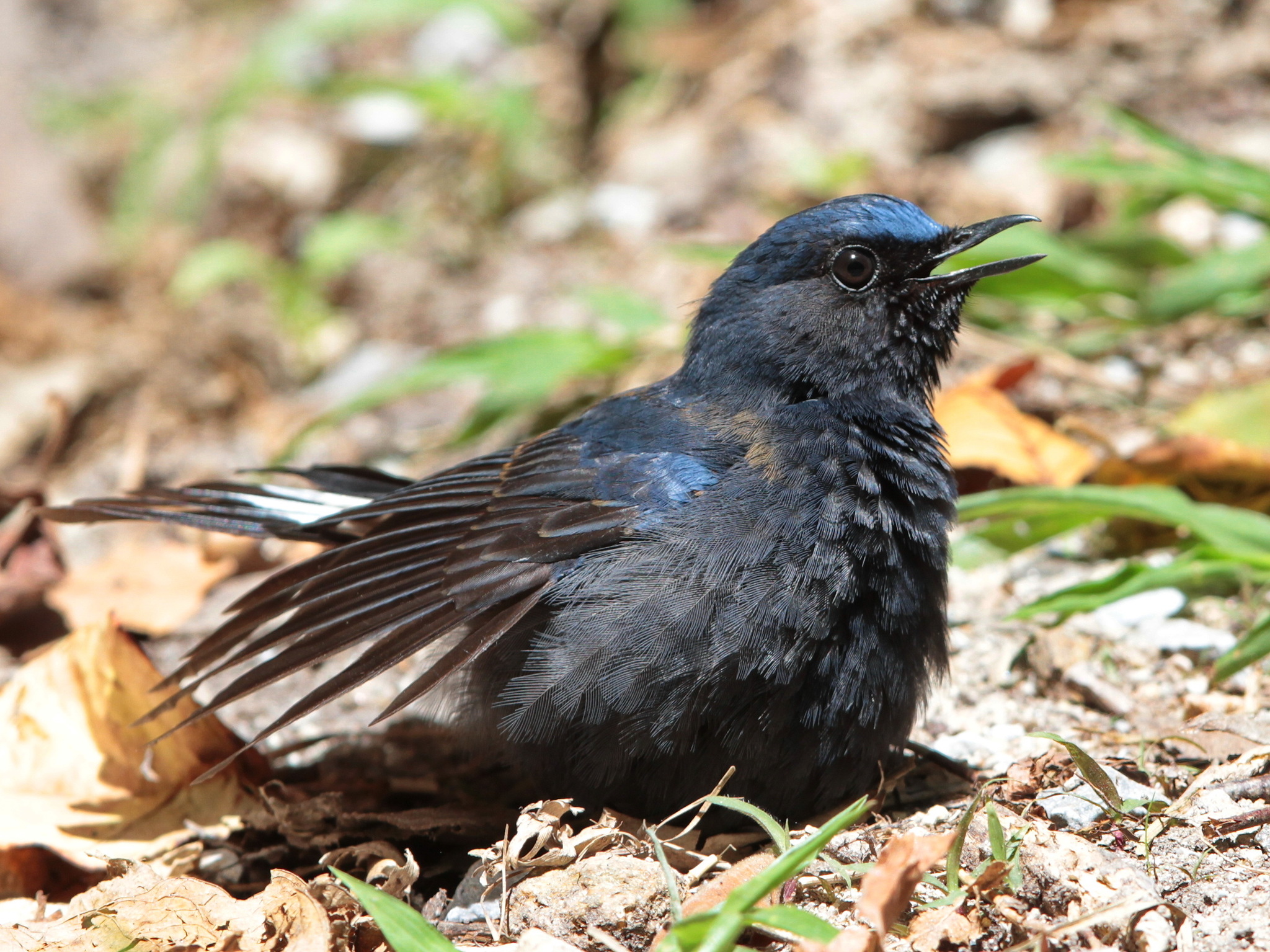 White-tailed Robin illustration