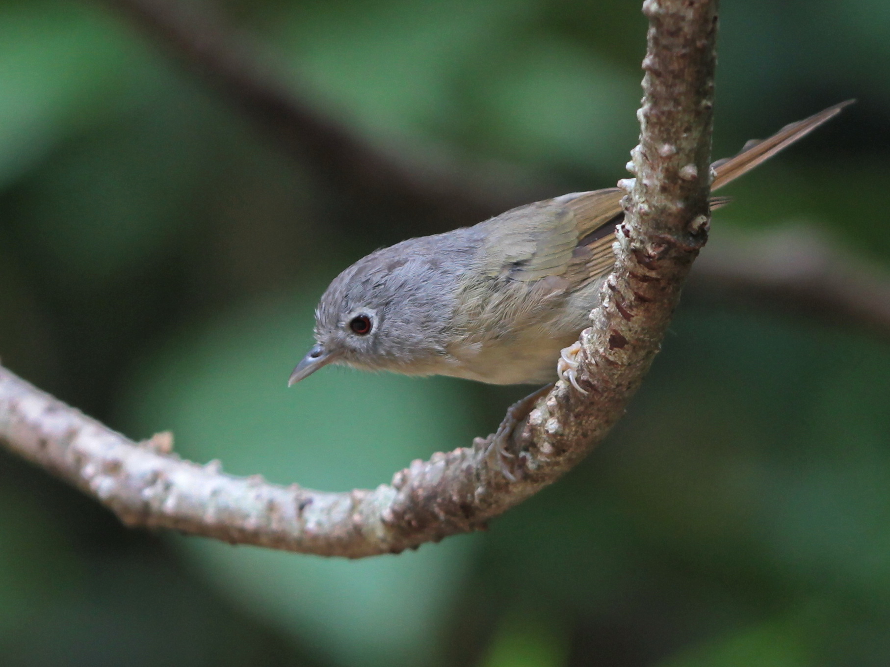 Yunnan Fulvetta (Alcippe fratercula)