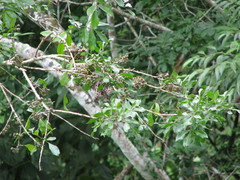 Trichilia havanensis