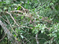 Trichilia havanensis