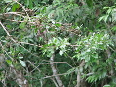 Trichilia havanensis