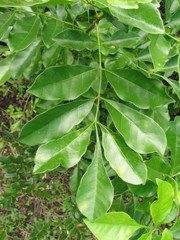 Trichilia havanensis