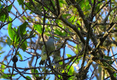 Vireo leucophrys