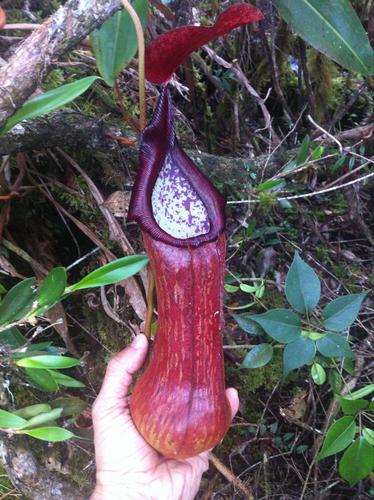 Nepenthes pulchra Gronem., S.McPherson, Coritico, Micheler, Marwinski & Amoroso