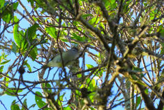 Vireo leucophrys