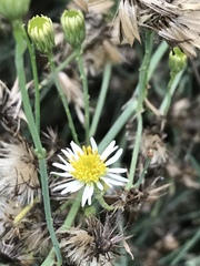 Chloracantha spinosa spinosa