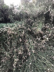 Chloracantha spinosa spinosa