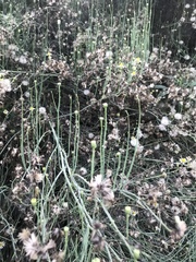 Chloracantha spinosa spinosa