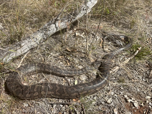 Coastal Carpet Python sighting
