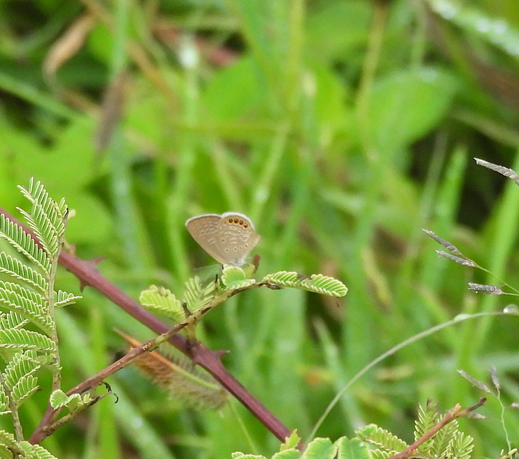 Black-Spotted Grass Jewel