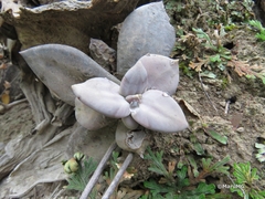 Echeveria xichuensis