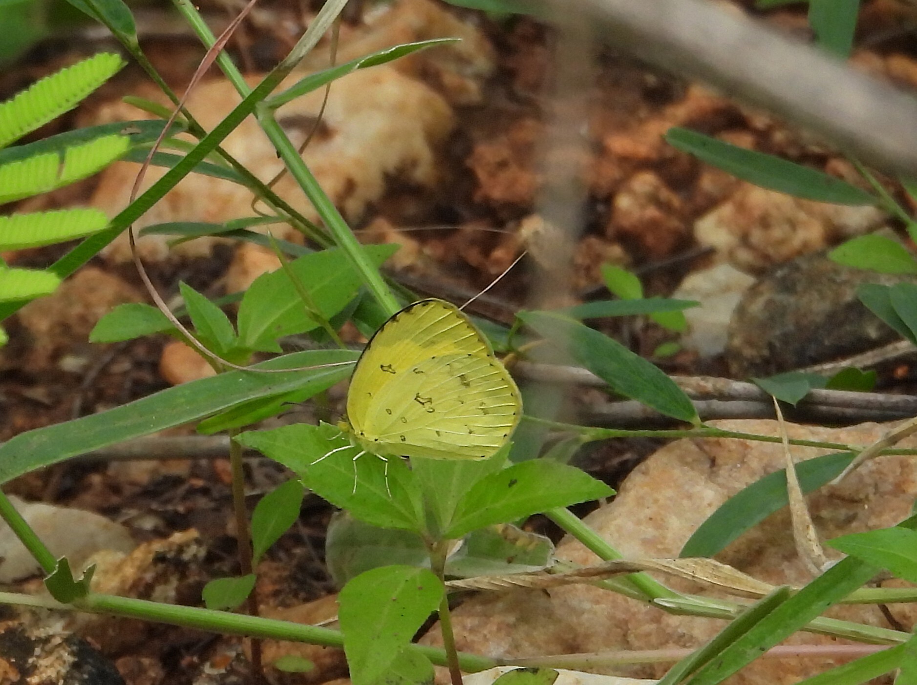 Common Grass Yellow