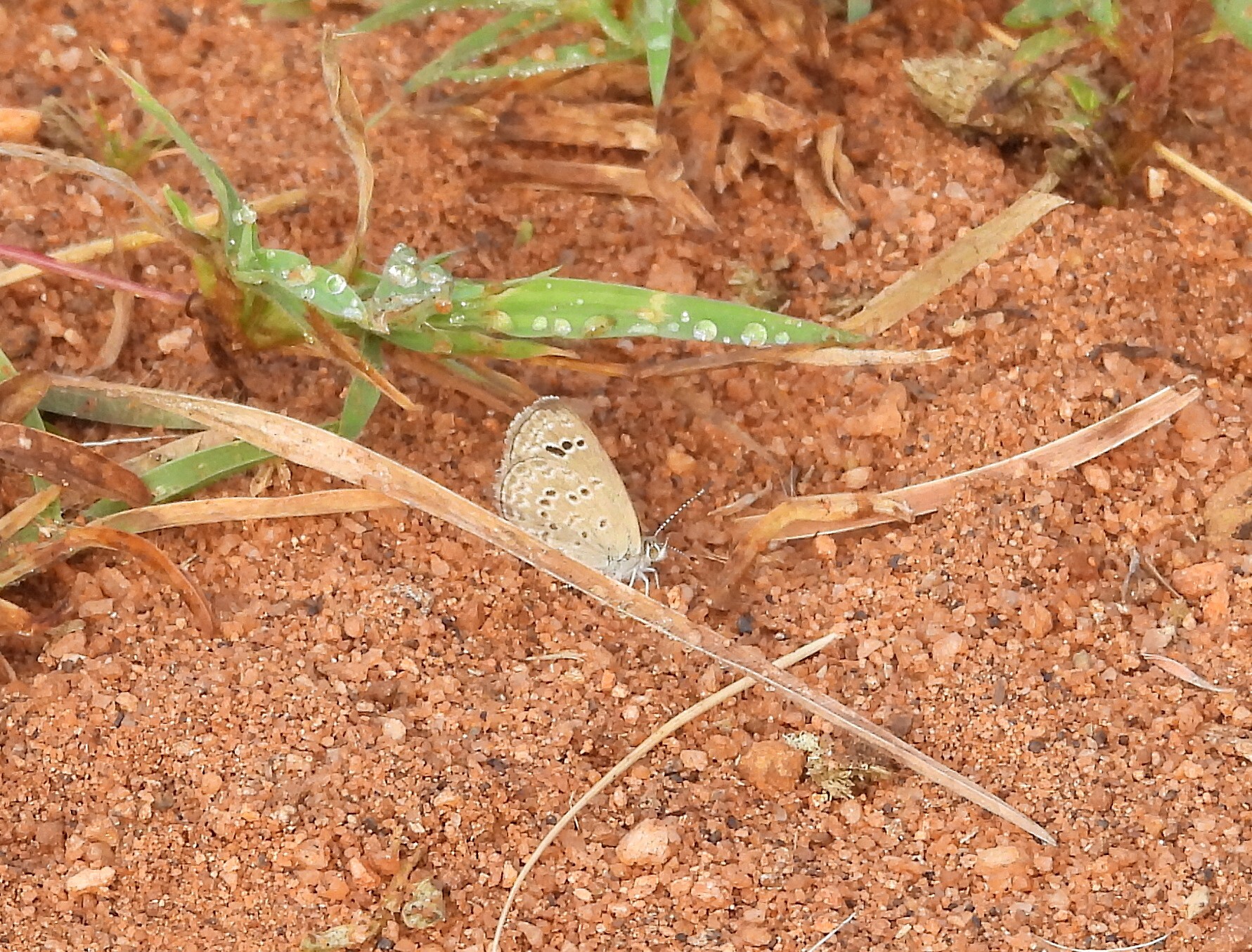 Lesser Grass Blue