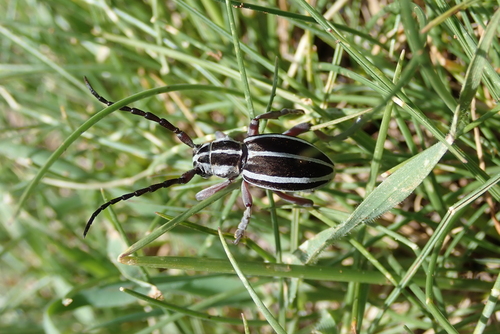 Dorcadion heldreichii